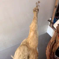 عتیقه وکمیاب