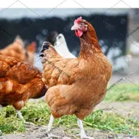 فروش 30عددمرغ تخم گذار