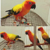 خورشیدی سانکانور