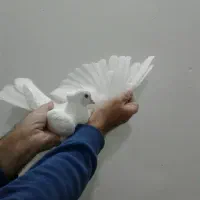 شازده سرور کبوتر|پرنده|قم, زاویه|دیوار