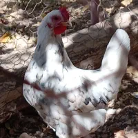 مرغ گلین جوان و سرحال