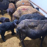 گوسفند بره دار