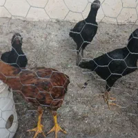 جوجه لاری