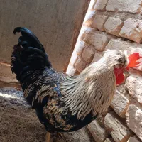 خروس لهستانی کاکلی