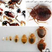 خدمات سمپاشی با ضمانت کتبی سم پاشی ساس و سوسک و