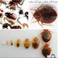 خدمات سمپاشی با ضمانت کتبی سم پاشی ساس و سوسک و