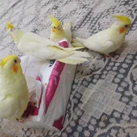 جوجه لوتینو