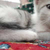 گربه  ناز بازیگوش