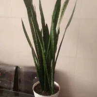 گل سانسور و گلدان