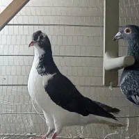 دوتا صید کفتر پرشی جفتگاه