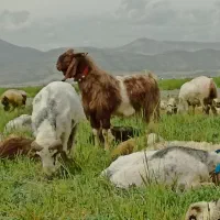 چبش شهر کردی