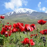 فروش-زمین-کشاورزی-و-صنعتی-احمداباد-مستوفی-و-حومه