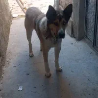 یک عدد سگ گم شده|حیوانات|بجنورد, |دیوار