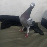 کبوتر پلاکی