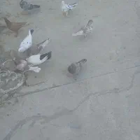 کفتر