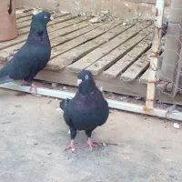 یک جفت ذاغ آبادانی|پرنده|مینودشت, |دیوار