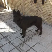 مژدگانی ۱۰ میلیونی سگ گمشده