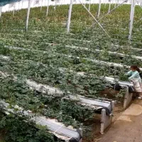 جذب نیرو درگلخانه