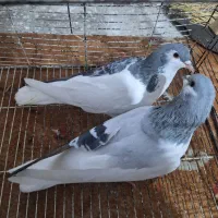 کبوتر چادری|پرنده|وحیدیه, |دیوار