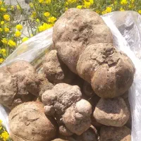 قارچ دنبلان