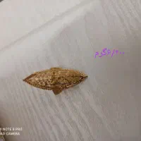 فروش فوری طلا