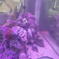 اکواریوم ابشورکامل|ماهی|کرمانشاه, |دیوار