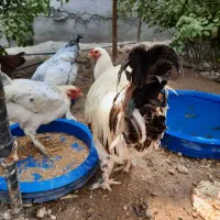 فروش خروس ومرغ نژاد برهما|حیوانات مزرعه|جم, |دیوار