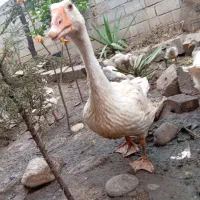 غاز دورگ چهار ماهه