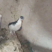 کفتر  خوب|پرنده|قوچان, |دیوار