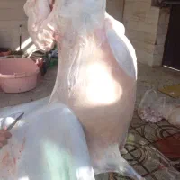 سلاخی قصابی(سلاخ قصاب)گوسفندوانواع دام