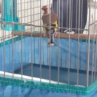 سه تا سره نر و یه ماده سره بایه قفس دست بافت