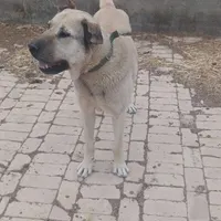 سگ گمشده