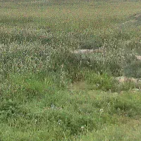 زمین کشاورزی میسونم