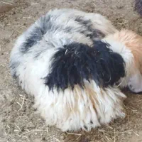 بره پرواری|حیوانات مزرعه|مسجد سلیمان, |دیوار
