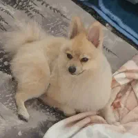 پامر شکلاتی روباهی فقط برا امشب شب جمعه 7 تومن