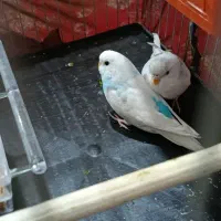 سلام. یک جفت مرغ عشق خوشگل با قفس