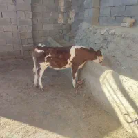 گاو شیری|حیوانات مزرعه|بجنورد, |دیوار