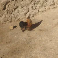 خروس مینیاتوری