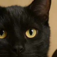 حامی حیوانات