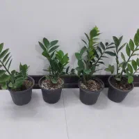 برگ عبایی|گل و گیاه طبیعی|خمینیشهر, |دیوار