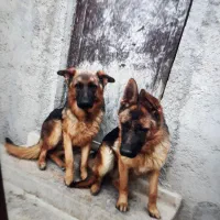 واگذاری سگ ژرمن شیپرد اصیل و فوق‌العاده باهوش فوری