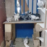 دودسته کفتر بوم