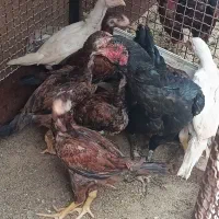 فروش جوجه لاری