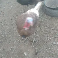 تعدادی بوقلمون برنزه فروشی|حیوانات مزرعه|خواف, |دیوار