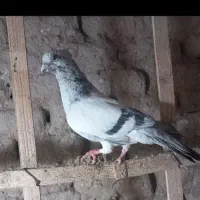 کبوتر شامی موشی