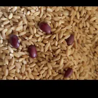 مقداری گندم بوجاری شده درجه یک بفروش میرسد