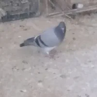 کبوترپلاکی وجوجه|پرنده|ایذه, |دیوار