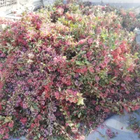 زرشک تازه چیده شده|خوردنی و آشامیدنی|جلگه ماژان, |دیوار