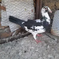 پلنگ سیاه ماده عتیقه