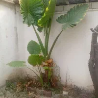 گل بابا آدم